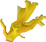 Elkhorn coral