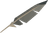 Gryphon feather