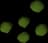 Torstol seed