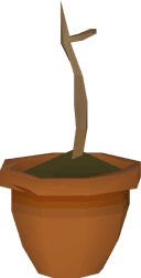 Ironwood sapling