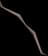 Maple longbow (u)