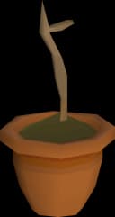 Palm sapling