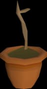 Palm sapling