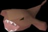 Raw monkfish