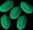 Snape grass seed