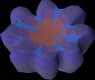 Umbral coral