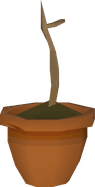 Willow sapling
