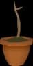Yew sapling