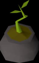 Bagged plant 1