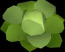 Cabbage