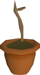 Calquat sapling