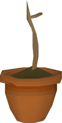 Celastrus sapling