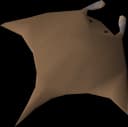 Manta ray