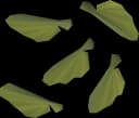 Maple seed
