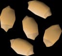 Palm tree seed