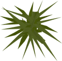 Weeds